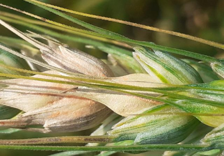 Особенности эффективного контроля фузариоза и септориоза колоса на посевах пшеницы