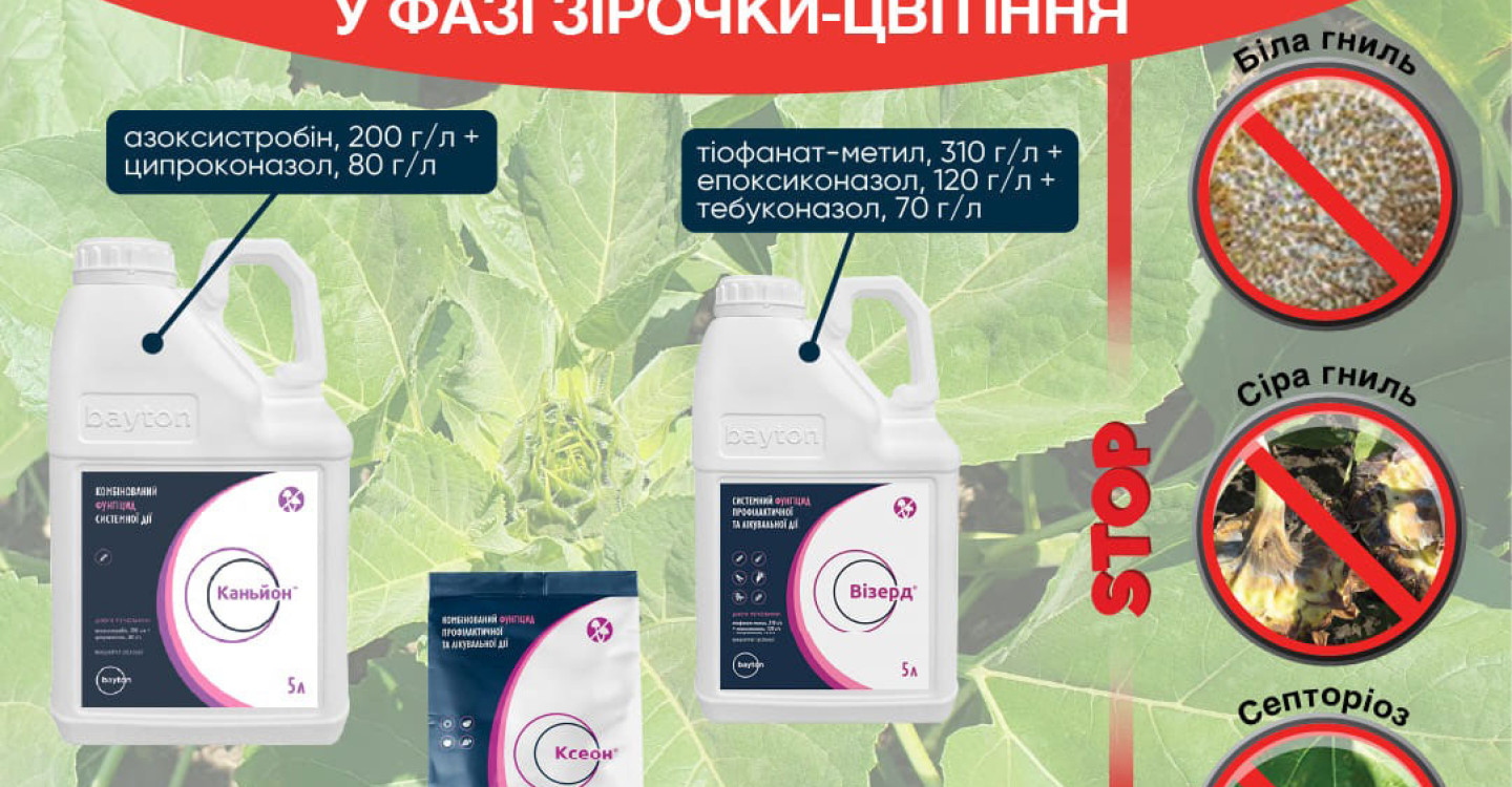 Эффективная защита подсолнечника от болезней в фазе “звёздочка – цветение”