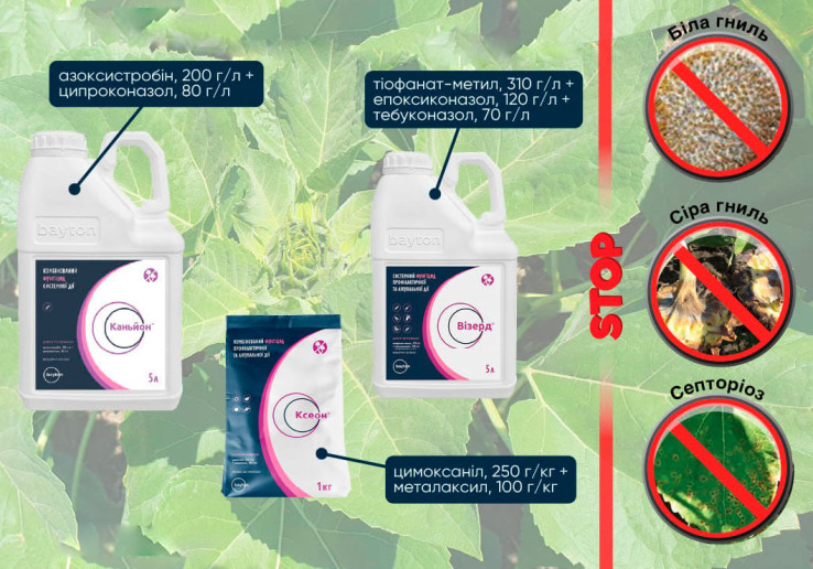 Эффективная защита подсолнечника от болезней в фазе “звёздочка – цветение” (ВВСН 51-69) от Vitagro Partner