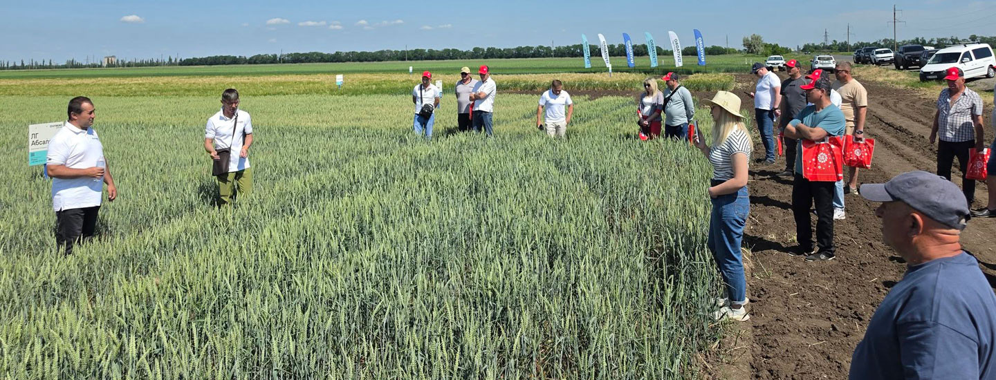Коли волога вирішує більше, ніж потенціал: як агровиробнику обирати пшеницю для Півдня