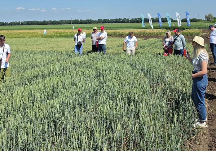 Коли волога вирішує більше, ніж потенціал: як агровиробнику обирати пшеницю для Півдня