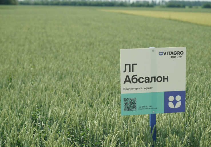 Як правильно підібрати насіння пшениці для сівби