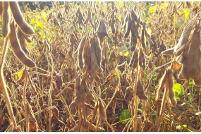 Семена высокобелковой сои ЕС Командор