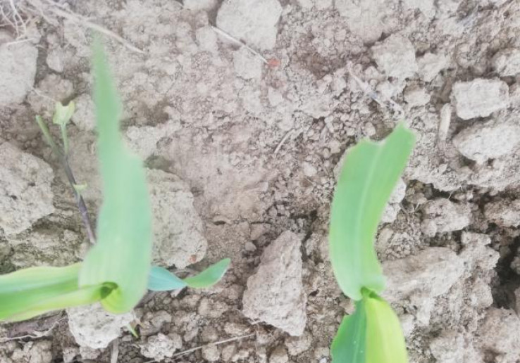 Эффективная защита кукурузы от сорняков в послевсходовой период развития в сезоне 2025 года