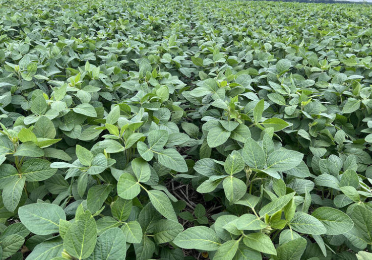 Технология выращивания, питания и защиты сои