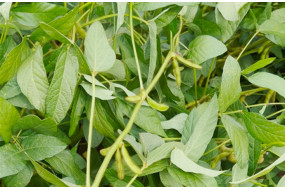 Семена высокобелковой сои ЕС Композитор