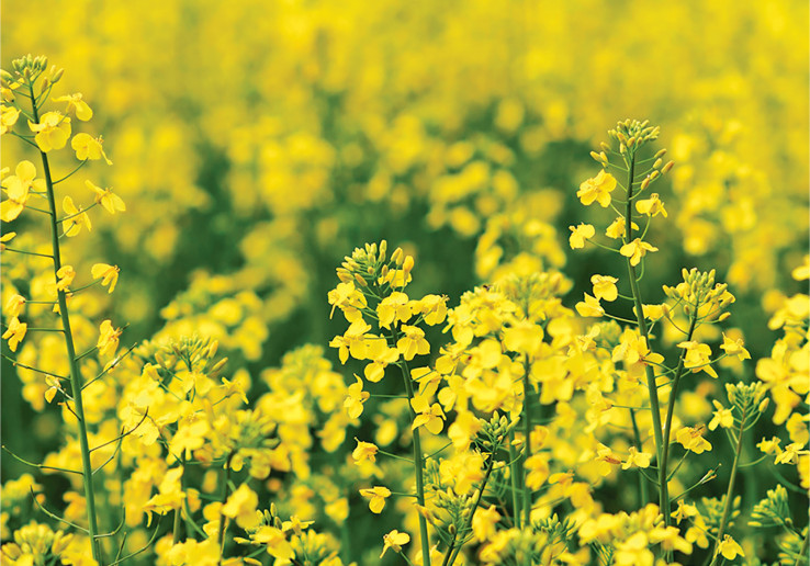 Технология питания и защиты озимого рапса от компании Vitagro Partner