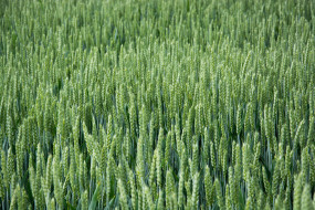 Семена озимой пшеницы ЛГ Керамик