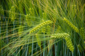 Семена озимого ячменя Люсьен