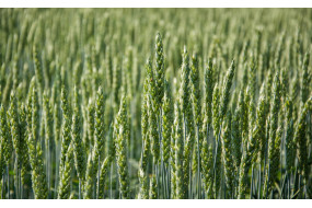 Семена пшеницы-дворучки Маттус