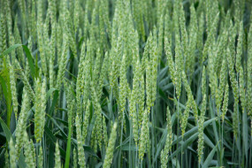 Семена озимой пшеницы Турандот