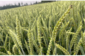 Семена озимой пшеницы ЛГ Абсалон