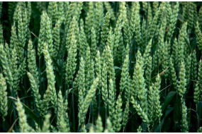 Семена озимой пшеницы ЛГ Анери