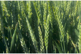 Озимая пшеница Авеню