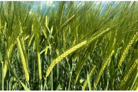 Семена озимого ячменя Калифорния