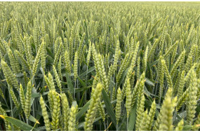 Семена озимой пшеницы РЖТ Депот