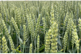 Семена озимой пшеницы Фаустус