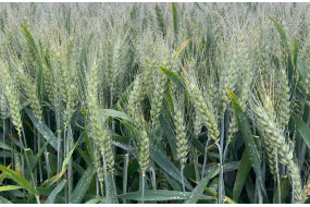 Семена озимой пшеницы Хаймарс