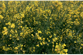 Семена озимого рапса Корзар