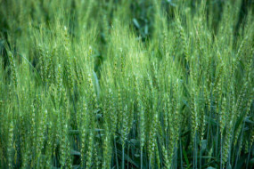 Семена яровой пшеницы Куинтус