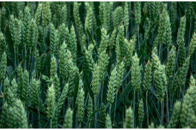 Семена озимой пшеницы Линус