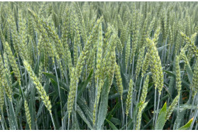 Семена озимой пшеницы СУ Мангольд