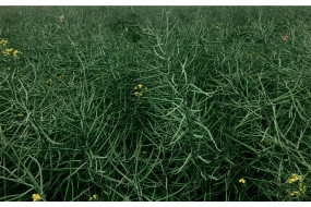 Семена озимого рапса Орэкс