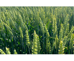 Семена озимой пшеницы РЖТ Реформ