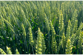 Семена озимой пшеницы РЖТ Реформ