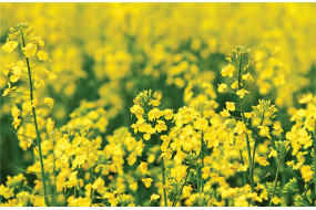 Семена озимого рапса Рескатор