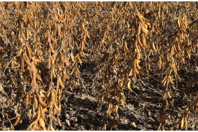 Семена высокобелковой РЖТ сои Сирелия