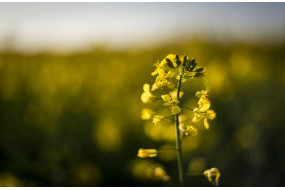 Семена озимого рапса Снежка