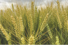 Озимая пшеница Алгери