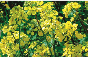 Семена белой горчицы Андромеда