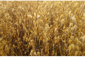 Семена ярового овса Айвори