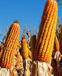 Кукуруза