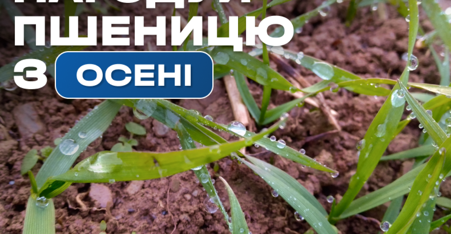 Нагодуй пшеницю з осені 