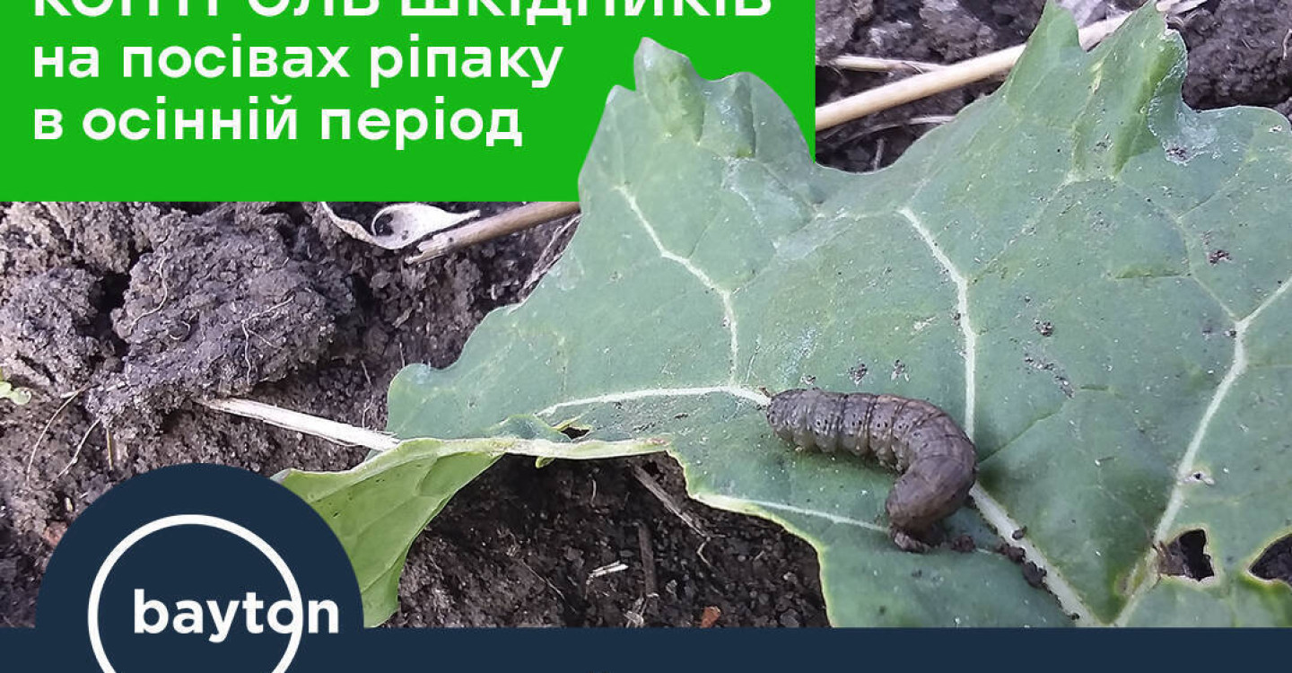 Контроль шкідників на посівах ріпаку в осінній період вегетації в умовах 2022 року