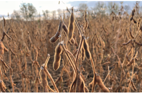 Семена высокобелковой сои Сайдина
