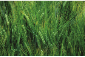 Семена озимого ячменя Себастьян