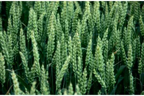 Французькі сорти насіння Limagrain оптом ➤ Купити в Україні