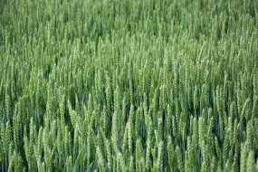Французькі сорти насіння Limagrain оптом ➤ Купити в Україні
