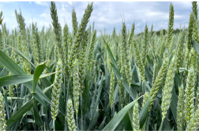 Семена озимой пшеницы ЗУ ВИЛЛЭМ