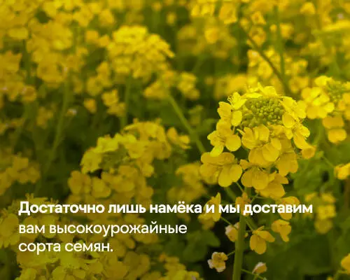 Купить семена оптом ТМ Semelita