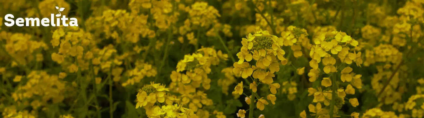 Купить Семена Рапса, Рапс в Украине по лучшей цене