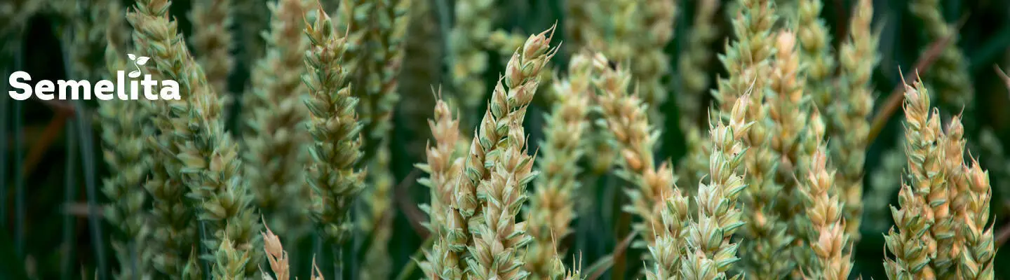 Семена Пшеницы
