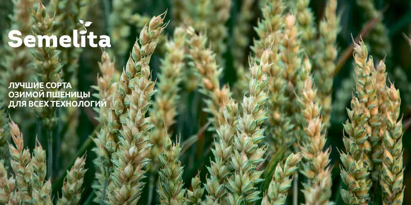 Посевная пшеница, пшеница на посев в Украине