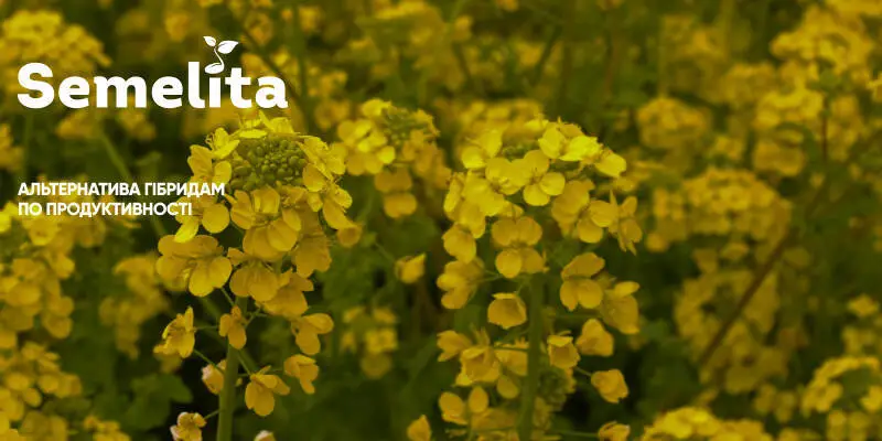 Сорта озимого рапса